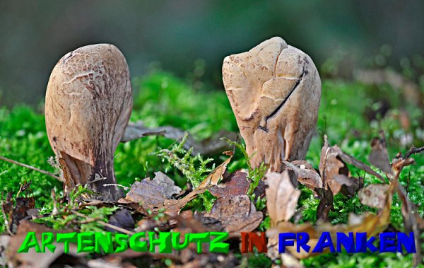 Copyright AiS-Klaus Sanwald Bild zum Eintrag (50952-160)