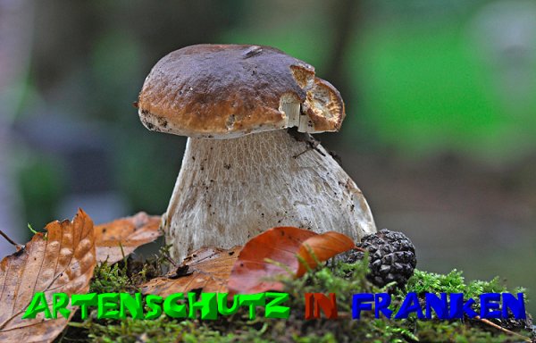 Copyright AiS - Klaus Sanwald Bild zum Eintrag (50954-160)