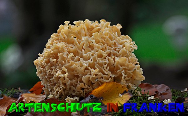 Copyright AiS - Klaus Sanwald Bild zum Eintrag (50956-160)