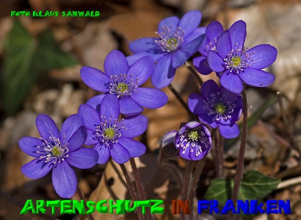 Copyright AiS - Klaus Sanwald Bild zum Eintrag (51033-160)