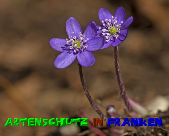 Copyright AiS - Klaus Sanwald Bild zum Eintrag (51034-160)