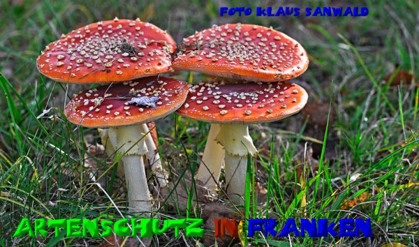 Copyright AiS - Klaus Sanwald Bild zum Eintrag (51107-160)