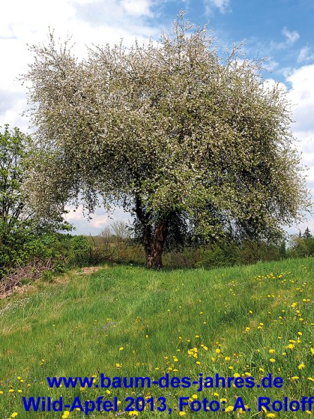 Copyright AiS www.baum-des-jahres.de Wild-Apfel 2013, Foto: A. Roloff Bild zum Eintrag (51217-160)