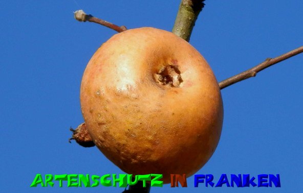 Copyright AiS- Albert Meier Bild zum Eintrag (51380-160)