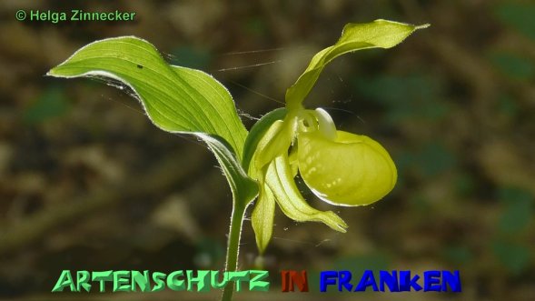 Copyright AiS Helga Zinnecker Bild zum Eintrag (52299-160)