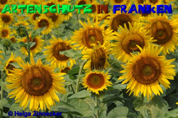 Copyright AiS Helga Zinnecker Bild zum Eintrag (52489-160)