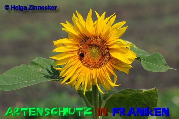 Copyright AiS Helga Zinnecker Bild zum Eintrag (52490-160)
