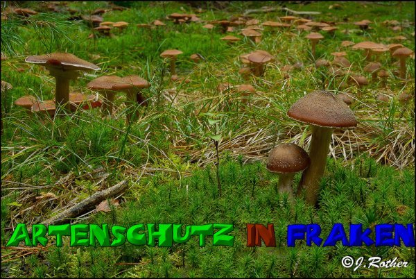 Copyright AiS-Johannes Rother Bild zum Eintrag (52670-160)