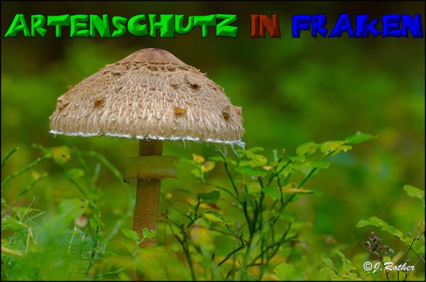 Copyright AiS-Johannes Rother Bild zum Eintrag (52671-160)