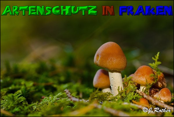 Copyright AiS-Johannes Rother Bild zum Eintrag (52672-160)