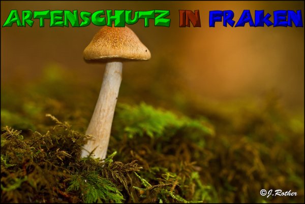 Copyright AiS-Johannes Rother Bild zum Eintrag (52686-160)