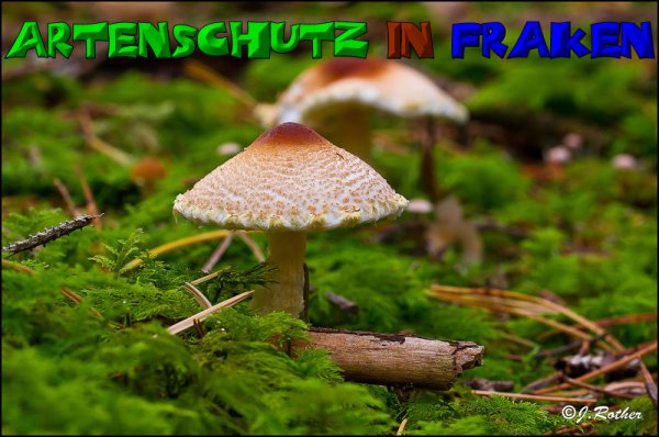 Copyright AiS-Johannes Rother Bild zum Eintrag (52687-160)