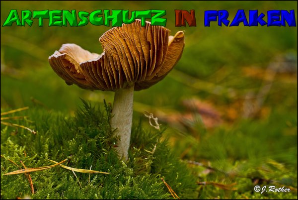 Copyright AiS-Johannes Rother Bild zum Eintrag (52689-160)