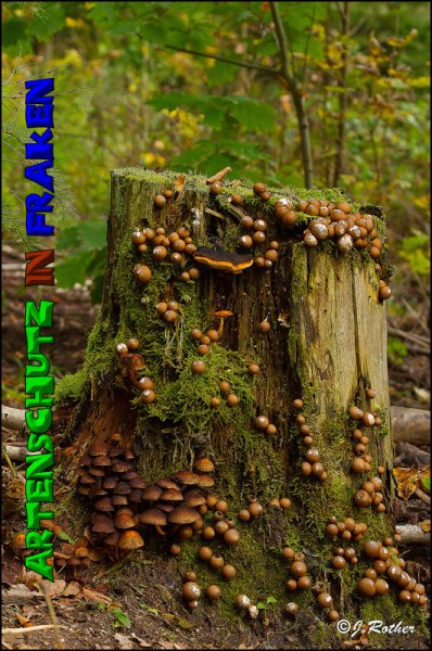 Copyright AiS-Johannes Rother Bild zum Eintrag (52690-160)