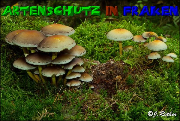 Copyright AiS-Johannes Rother Bild zum Eintrag (52691-160)