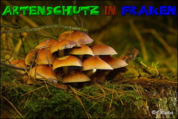 Copyright AiS-Johannes Rother Bild zum Eintrag (52692-160)