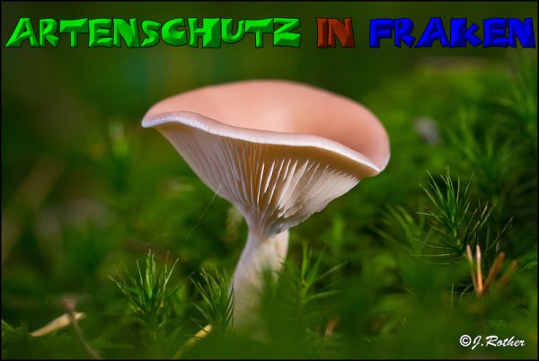 Copyright AiS-Johannes Rother Bild zum Eintrag (52694-160)