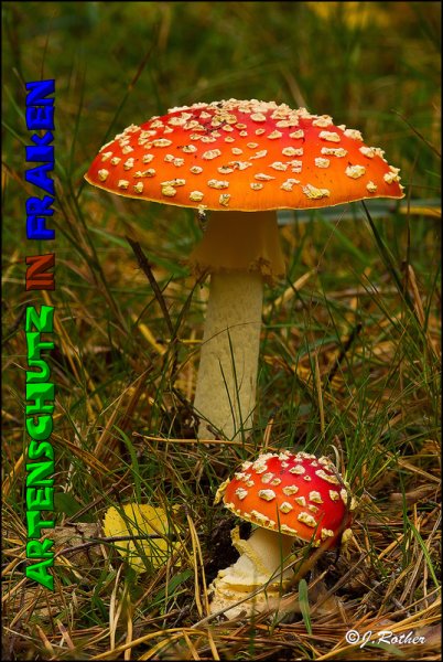 Copyright AiS-Johannes Rother Bild zum Eintrag (52696-160)