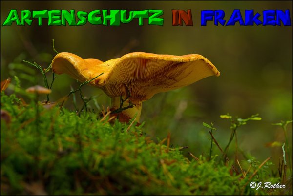 Copyright AiS-Johannes Rother Bild zum Eintrag (52697-160)