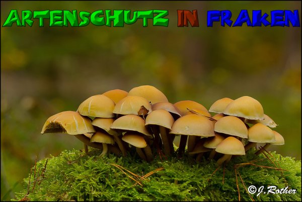Copyright AiS-Johannes Rother Bild zum Eintrag (52698-160)