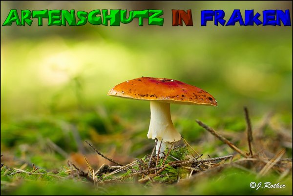Copyright AiS-Johannes Rother Bild zum Eintrag (52699-160)