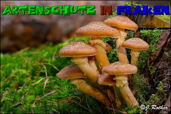 Copyright AiS-Johannes Rother Bild zum Eintrag (52700-160)