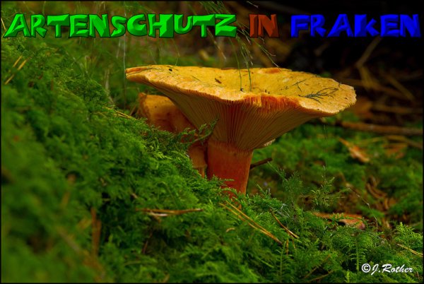 Copyright AiS-Johannes Rother Bild zum Eintrag (52701-160)