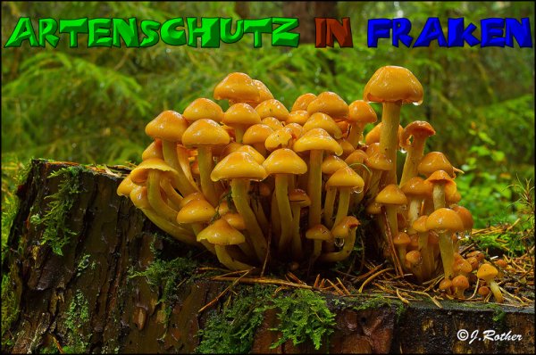 Copyright AiS-Johannes Rother Bild zum Eintrag (52702-160)