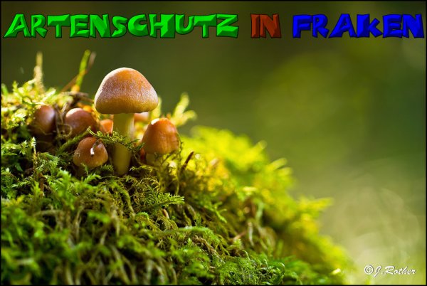 Copyright AiS-Johannes Rother Bild zum Eintrag (52703-160)