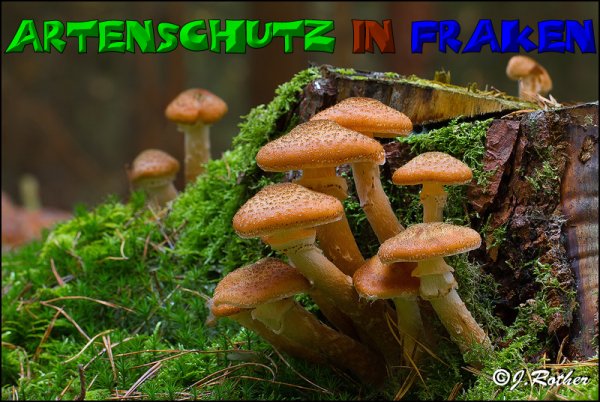 Copyright AiS-Johannes Rother Bild zum Eintrag (52704-160)