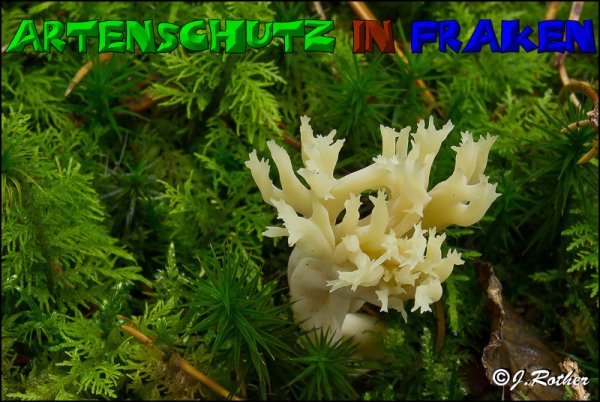 Copyright AiS-Johannes Rother Bild zum Eintrag (52708-160)