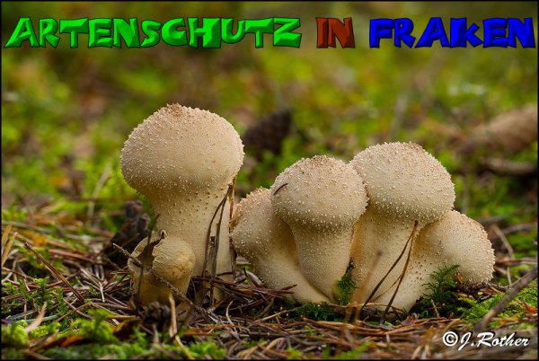 Copyright AiS-Johannes Rother Bild zum Eintrag (52709-160)