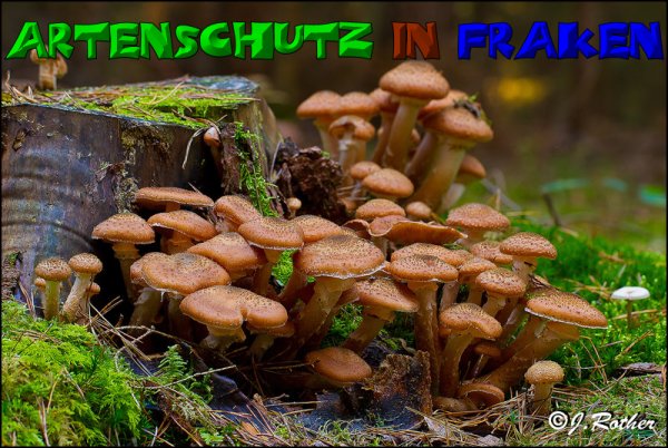 Copyright AiS-Johannes Rother Bild zum Eintrag (52711-160)