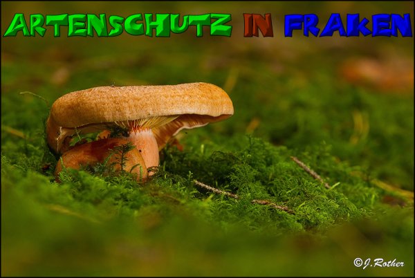 Copyright AiS-Johannes Rother Bild zum Eintrag (52712-160)