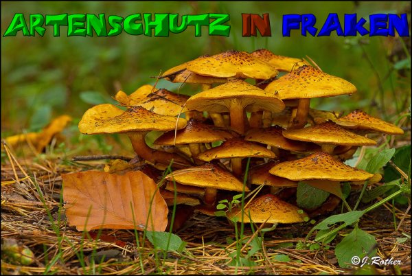Copyright AiS-Johannes Rother Bild zum Eintrag (52713-160)
