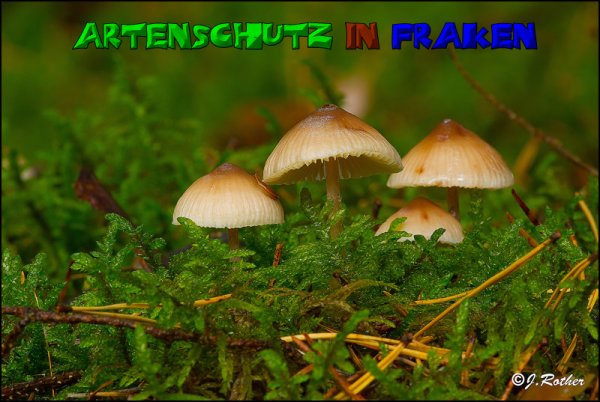 Copyright AiS-Johannes Rother Bild zum Eintrag (52715-160)