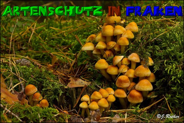 Copyright AiS-Johannes Rother Bild zum Eintrag (52716-160)