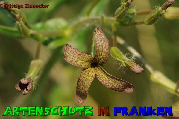 Copyright AiS Helga Zinnecker Bild zum Eintrag (52802-160)