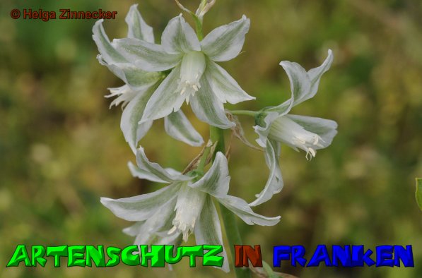 Copyright AiS Helga Zinnecker Bild zum Eintrag (52809-160)