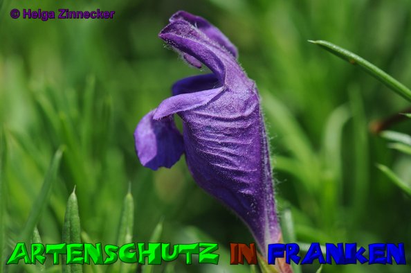 Copyright AiS Helga Zinnecker Bild zum Eintrag (52816-160)
