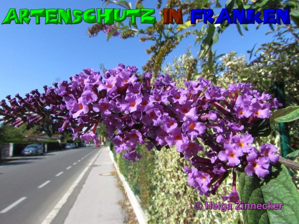 Bild zum Eintrag (52829-160)