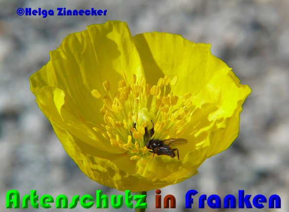 Copyright AiS Helga Zinnecker Bild zum Eintrag (52955-160)