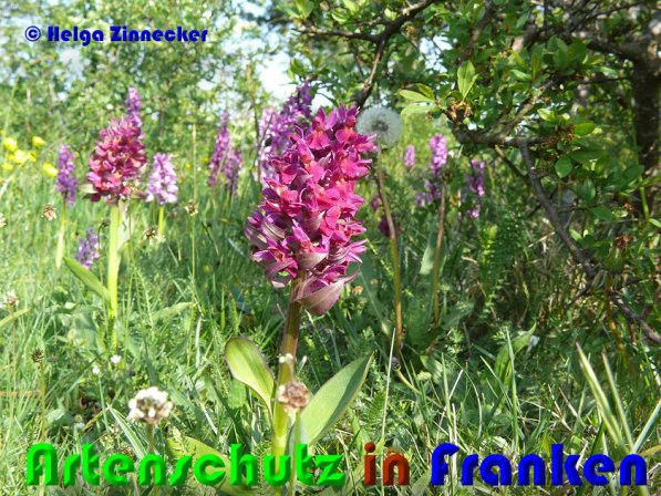 Copyright AiS Helga Zinnecker Bild zum Eintrag (52998-160)