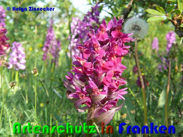 Copyright AiS Helga Zinnecker Bild zum Eintrag (52999-160)