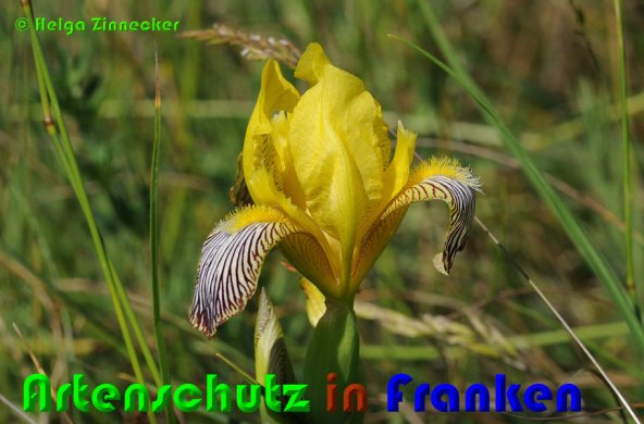 Copyright AiS Helga Zinnecker Bild zum Eintrag (53006-160)