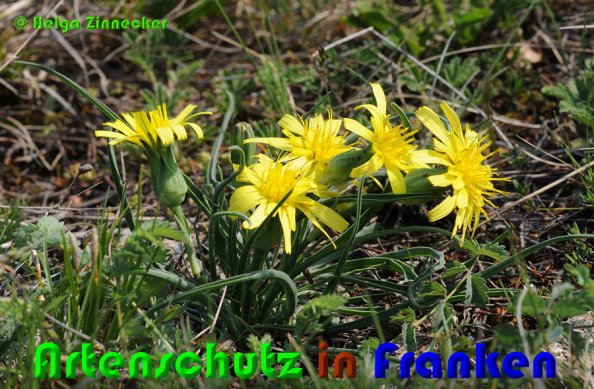 Copyright AiS Helga Zinnecker Bild zum Eintrag (53010-160)