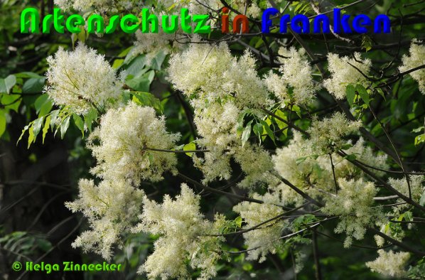 Copyright AiS Helga Zinnecker Bild zum Eintrag (53013-160)