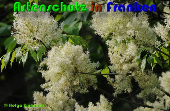 Copyright AiS Helga Zinnecker Bild zum Eintrag (53014-160)