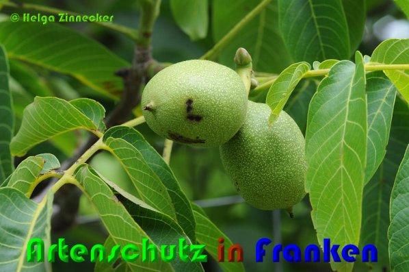 Copyright AiS Helga Zinnecker Bild zum Eintrag (53015-160)