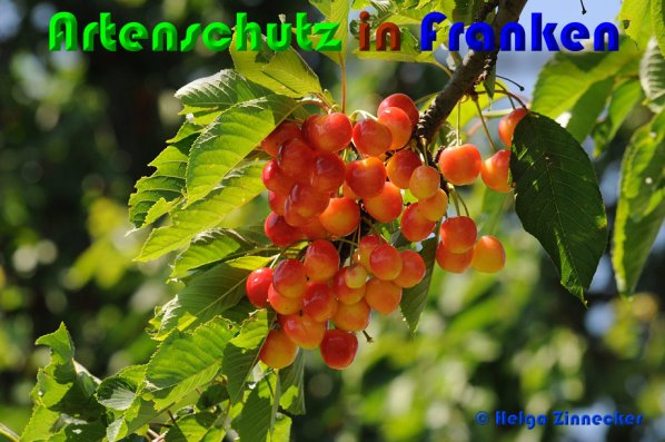 Copyright AiS Helga Zinnecker Bild zum Eintrag (53016-160)